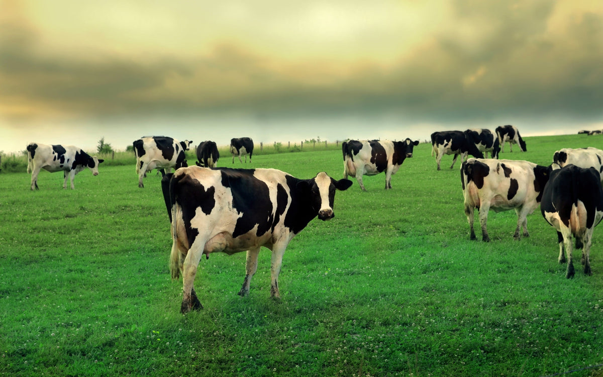 Grass-Fed Beef Protein